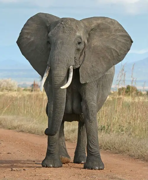 Elefante africano morador do Parque Nacional Mikumi, na Tanzânia.