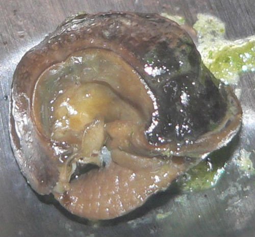 Um escargot pronto para ser preparado, uma verdadeira iguaria para alguns paladares.