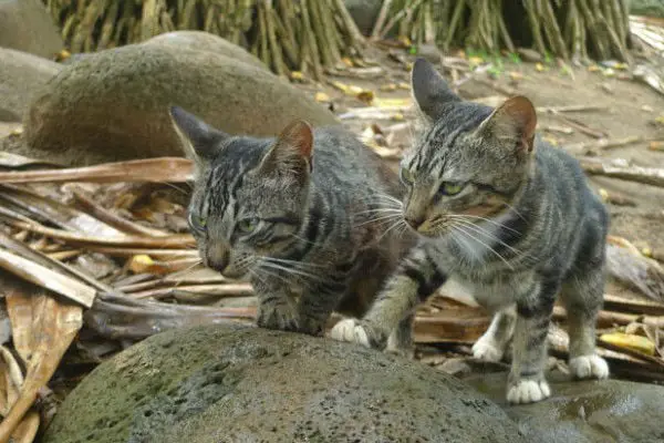 gatos-cativeiro-havai