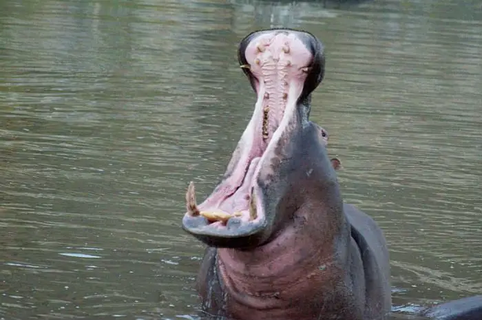 O “bocejo” característico dos hipopótamos, na verdade, é uma conduta de combate.