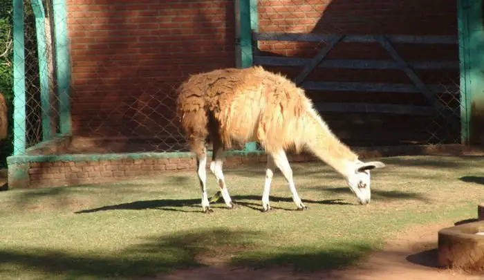 A lhama, um dos animais mais “esquentados” do mundo.