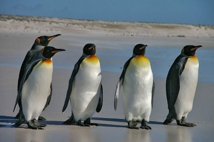 Pinguins-rei passeiam por praia das Ilhas Malvinas, pertencentes à Grã-Bretanha.