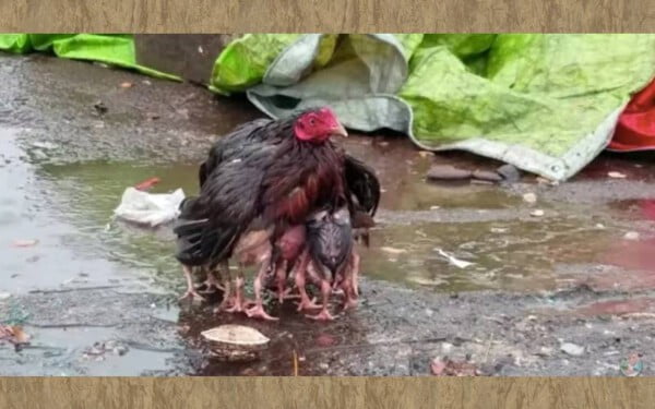 galinha-protege-os-filhotes-da-chuva
