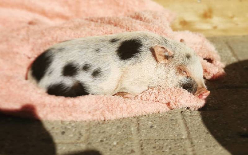 Uma porquinha é a dama de honra dessa mulher e acaba roubando toda a atenção