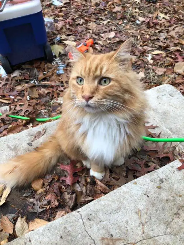 garotinho-fica-empolgado-quando-um-novo-gato-aparece