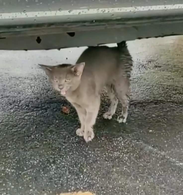 Gatinho abandonado pede ajuda e ganha um novo lar para sempre