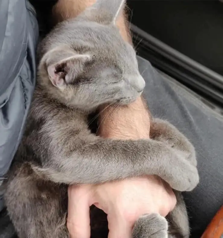 Gatinho abandonado pede ajuda e ganha um novo lar para sempre