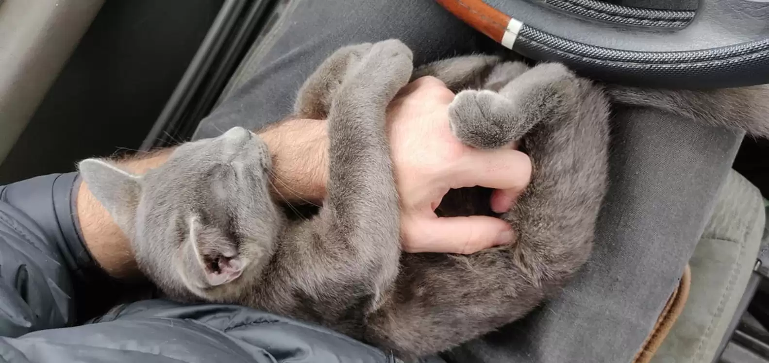 Gatinho abandonado pede ajuda e ganha um novo lar para sempre