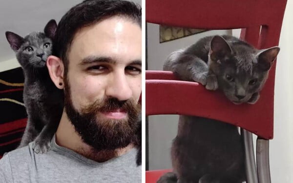 Gatinho abandonado pede ajuda e ganha um novo lar para sempre