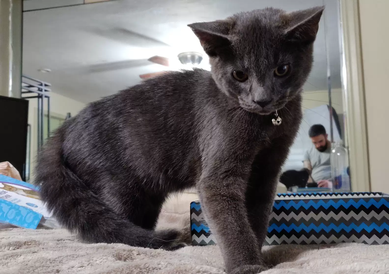 Gatinho abandonado pede ajuda e ganha um novo lar para sempre