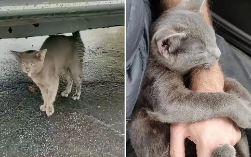 gatinho-abandonado-pede-ajuda-e-ganha-um-novo-lar