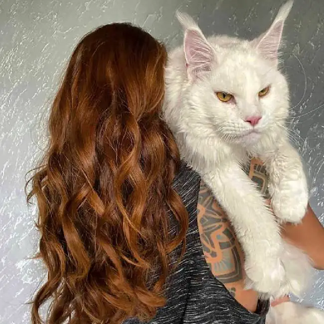 Este gato Maine Coon tornou-se famoso por ser gigante