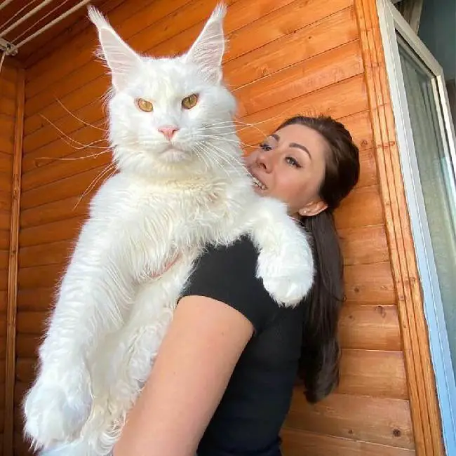 Este gato Maine Coon tornou-se famoso por ser gigante
