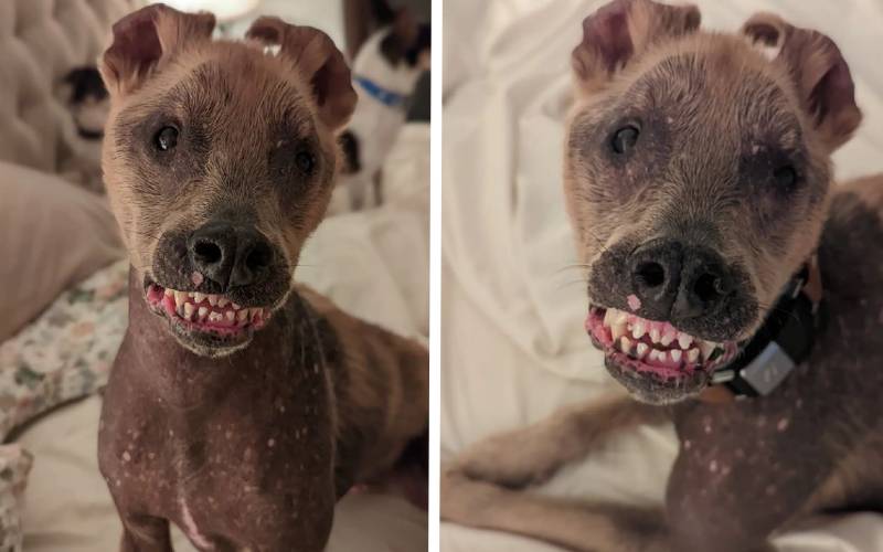 Cachorrinho com sorriso diferente encontra uma nova família