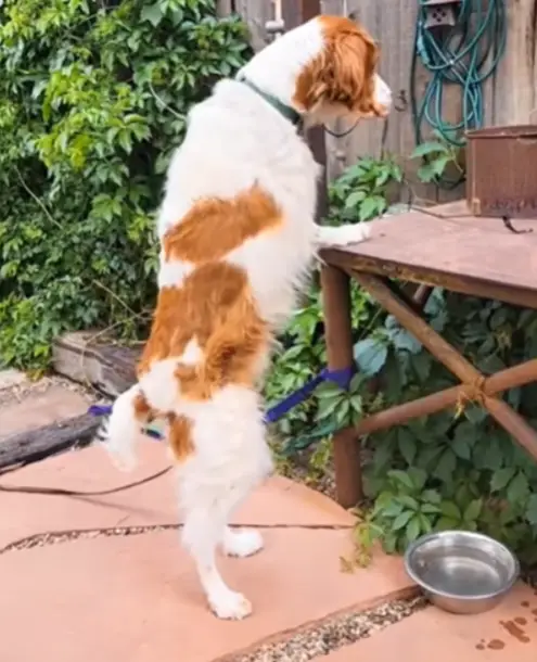 Cachorro-de-tres-pernas-se-supera-e-aprende-a-andar-em-pe