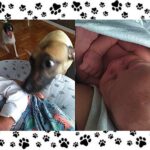 mulher-se-surpreende-com-a-reacao-das-cachorras-ao-novo-bebe-da-familia