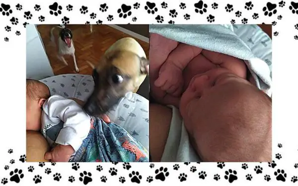 mulher-se-surpreende-com-a-reacao-das-cachorras-ao-novo-bebe-da-familia