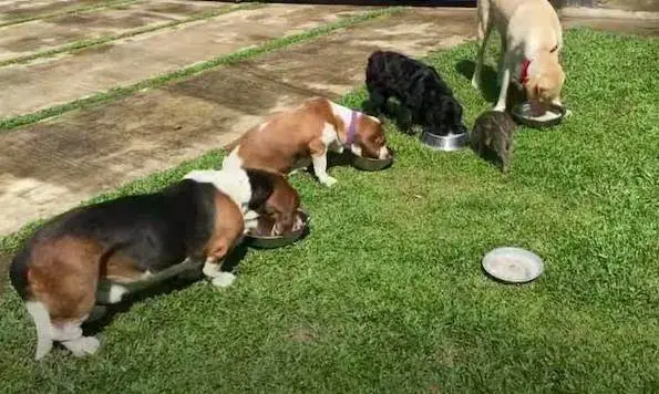 bebe-javali-pensa-que-e-filho-de-um-cachorro