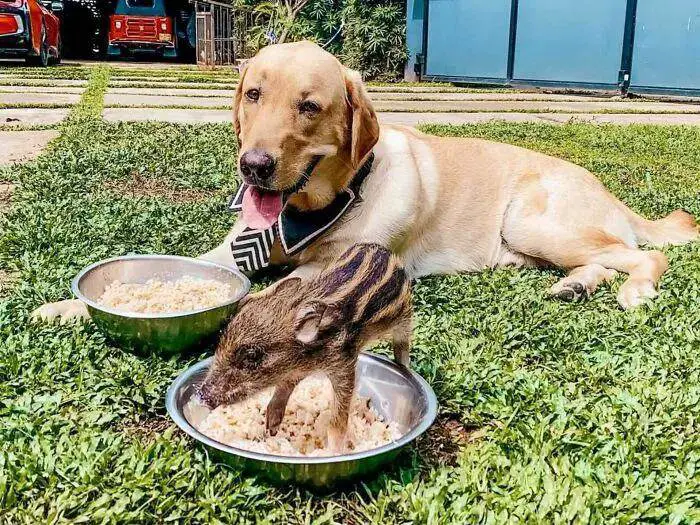 bebe-javali-pensa-que-e-filho-de-um-cachorro