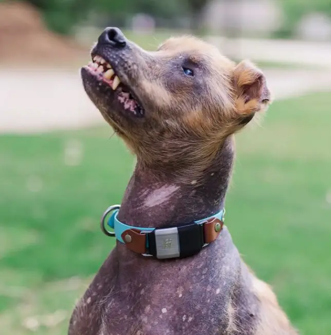 Cachorrinho com sorriso diferente encontra uma nova família