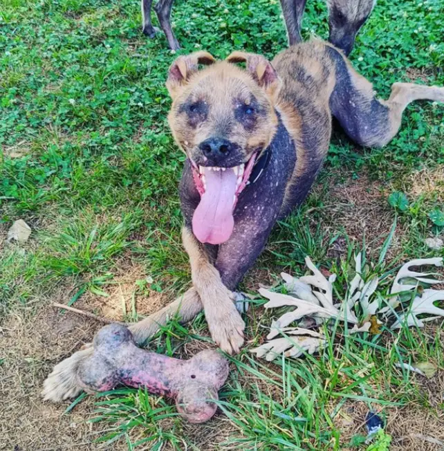 Cachorrinho com sorriso diferente encontra uma nova família