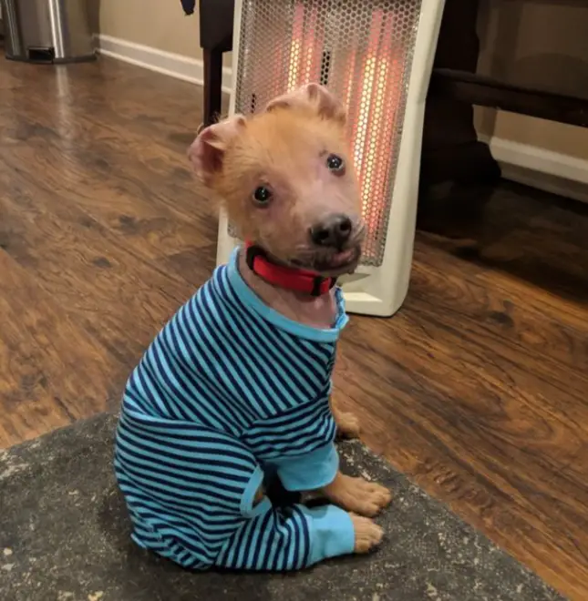 Cachorrinho com sorriso diferente encontra uma nova família