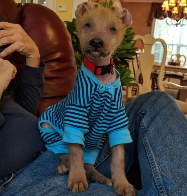 Cachorrinho com sorriso diferente encontra uma nova família