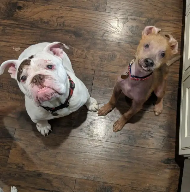 Cachorrinho com sorriso diferente encontra uma nova família