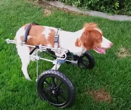 Cachorro-de-tres-pernas-se-supera-e-aprende-a-andar-em-pe