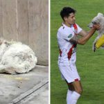 cachorro-interrompe-jogo-e-e-adotado