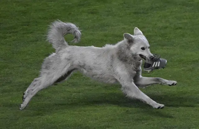 cachorro-interrompe-jogo-e-e-adotado