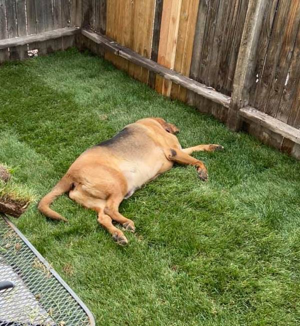 Homem constrói um lindo jardim para cachorro resgatado