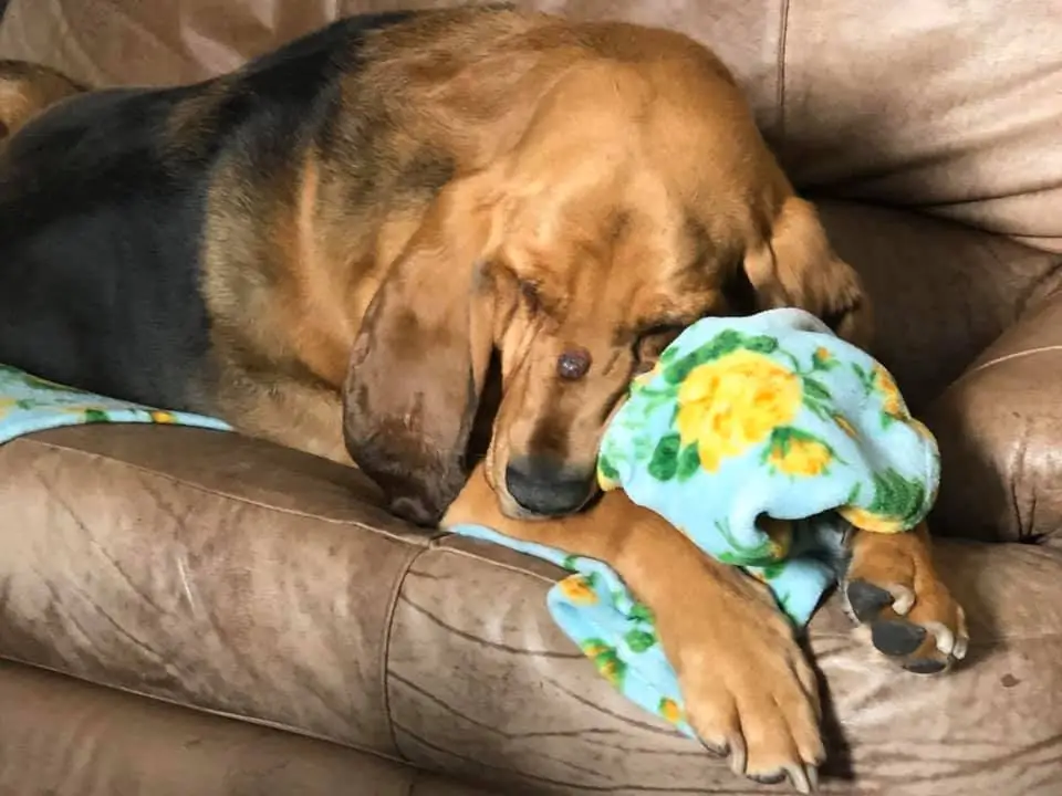 Homem constrói um lindo jardim para cachorro resgatado