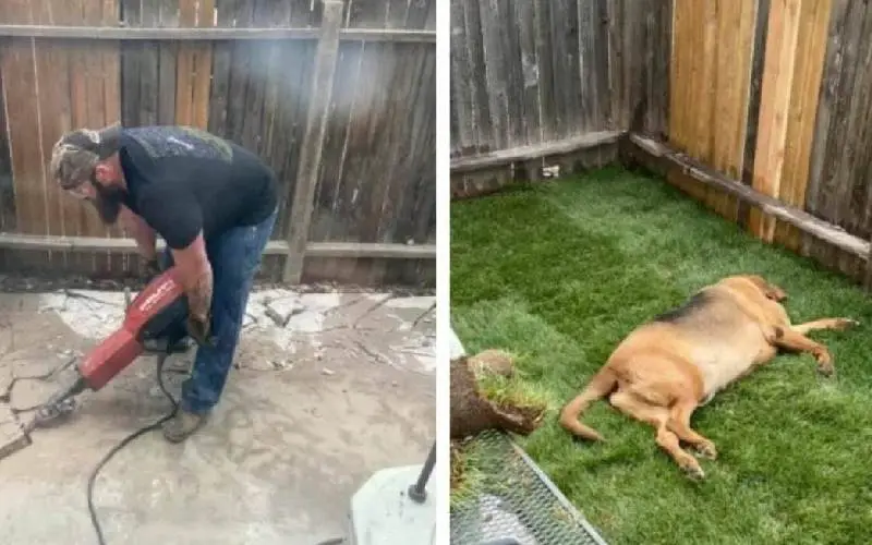 Homem constrói um lindo jardim para cachorro resgatado