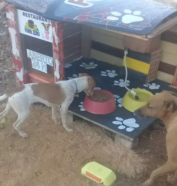 Homem-constroi-restaurante-para-cachorros-de-rua