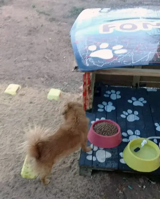 Homem-constroi-restaurante-para-cachorros-de-rua