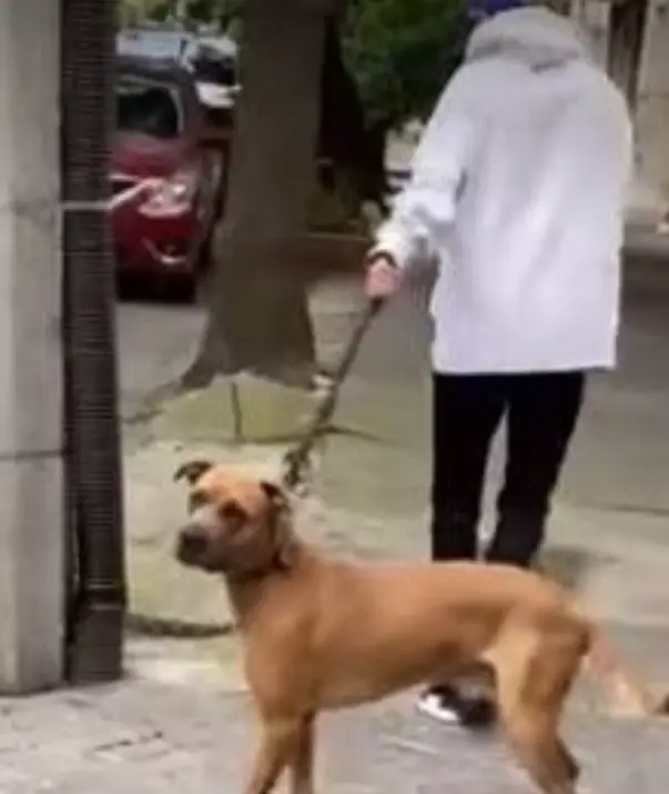 homem-reencontra-cachorro-perdido-por-seis-anos