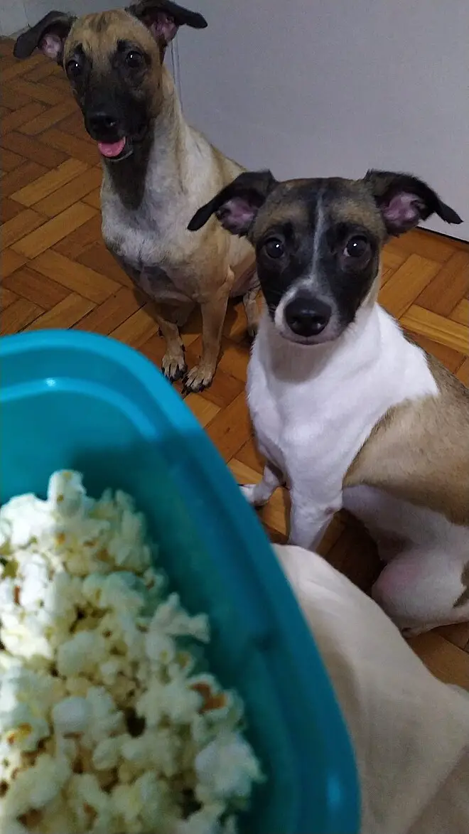 mulher-se-surpreende-com-a-reacao-das-cachorras-ao-novo-bebe-da-familia