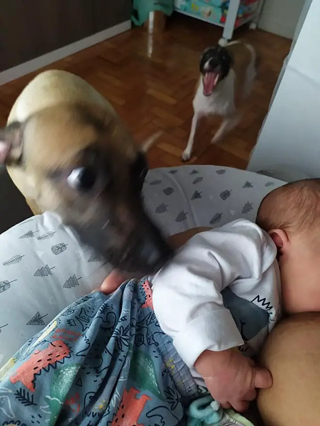 mulher-se-surpreende-com-a-reacao-das-cachorras-ao-novo-bebe-da-familia